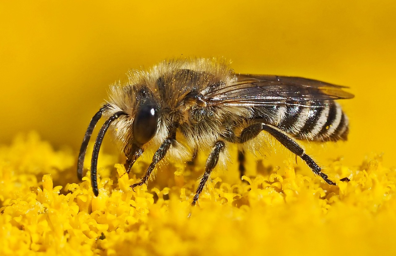 The Effect of Climate Change on Bee’s Foraging Patterns